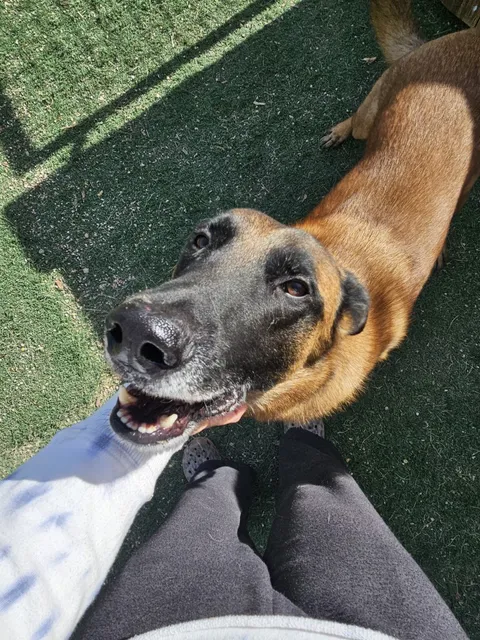 Kennels and petting dog